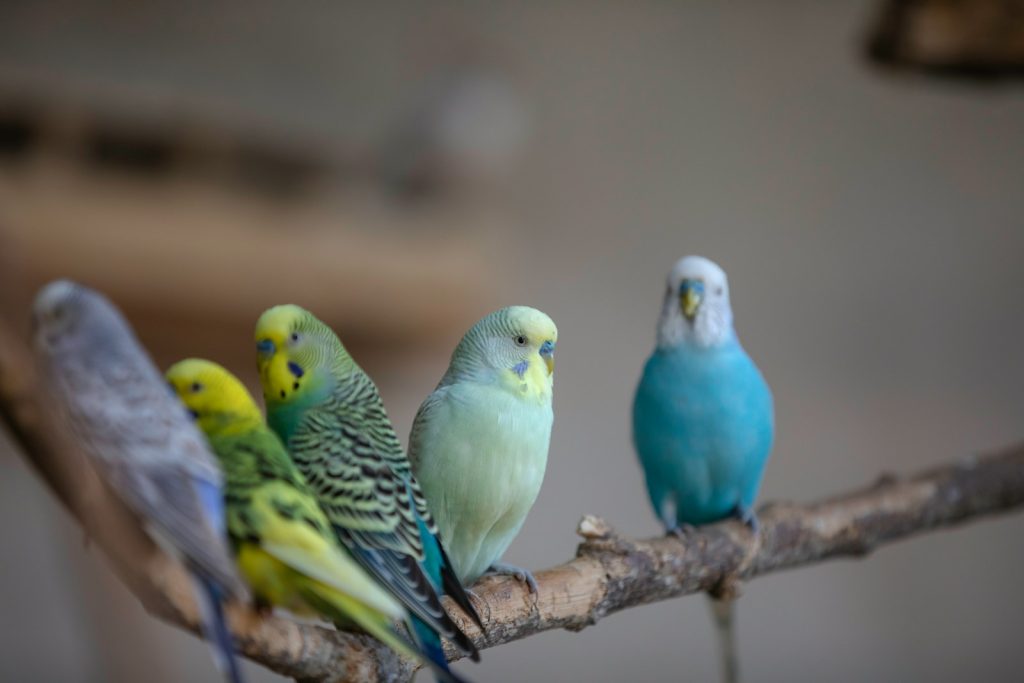 a group of birds sitting on top of a tree branch