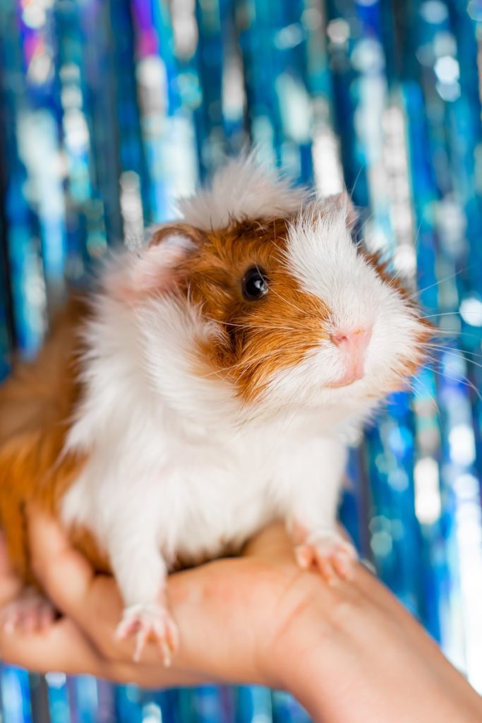 a person holding a small animal