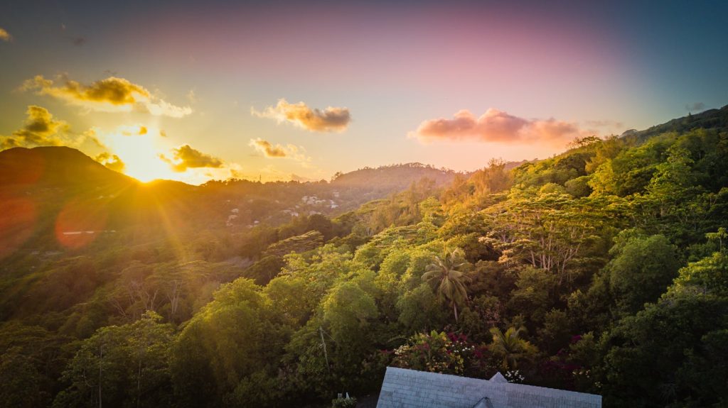 Photo of Trees During Golden Hour