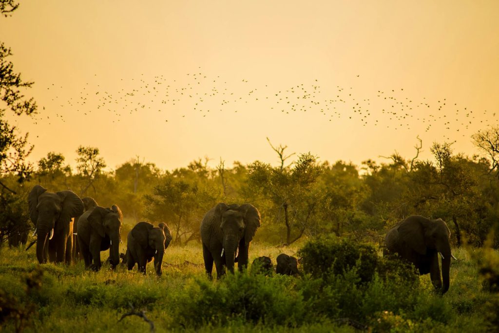 A herd of African elephants at sunset in South Africa's wilderness, captured during safari.